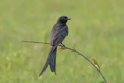 Black Drongo