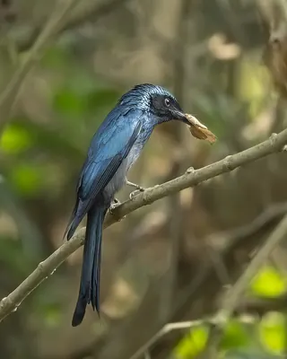 Bronzed Drongo