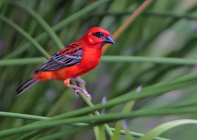 Red Fody