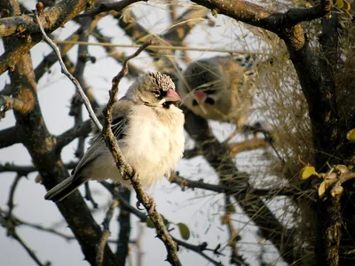 Scaly-feathered Finch
