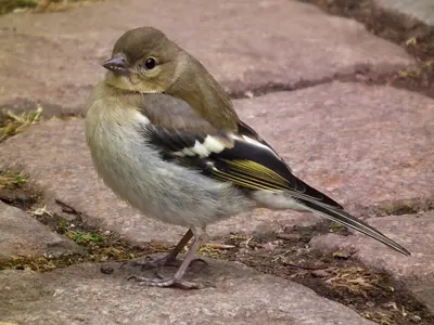 Eurasian Chaffinch