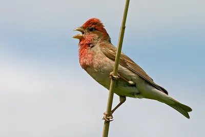 Scarlet Rosefinch