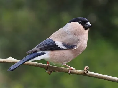 Eurasian Bullfinch