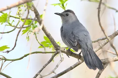 Gray Catbird