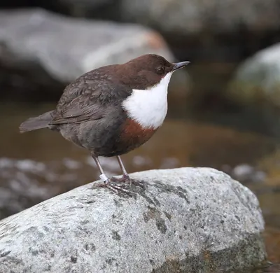 White-throated Dipper