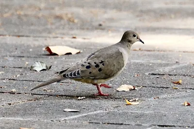 Mourning Dove