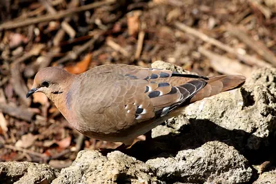 Zenaida Dove