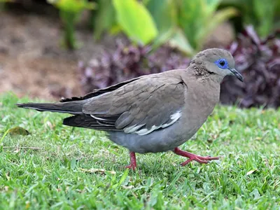 West Peruvian Dove