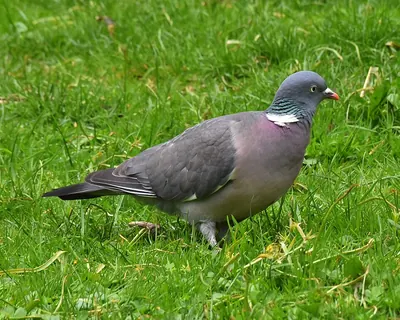 Common Wood Pigeon