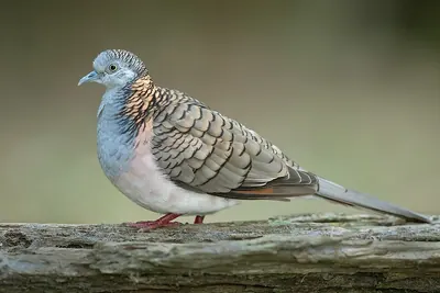 Bar-shouldered Dove