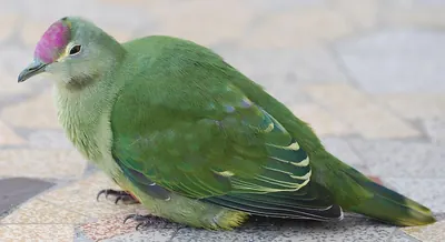 Red-bellied Fruit-Dove