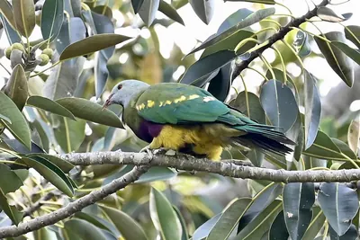 Wompoo Fruit Dove