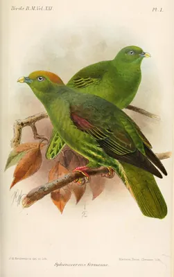 Whistling Green-pigeon
