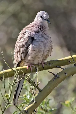 Inca Dove
