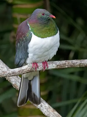 New Zealand Pigeon