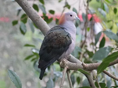 Green Imperial-pigeon