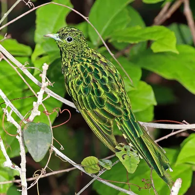 African Emerald Cuckoo