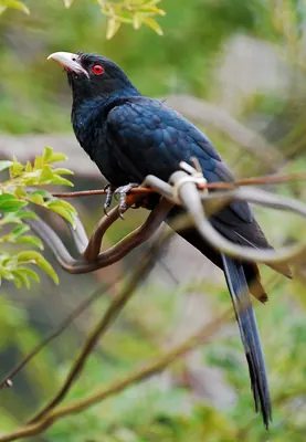 Western Koel