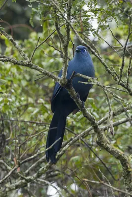 Blue Coua