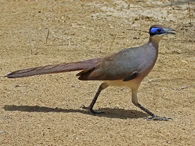 Red-capped Coua