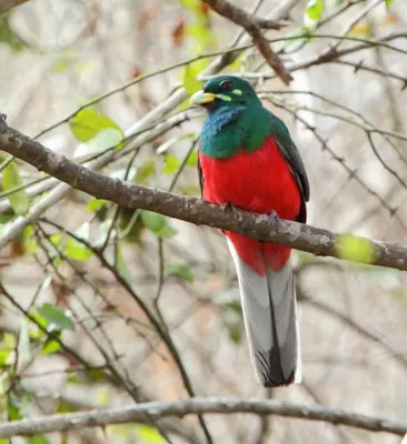 Narina Trogon