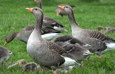 Greylag Goose