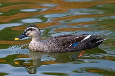 Chinese Spot-billed Duck