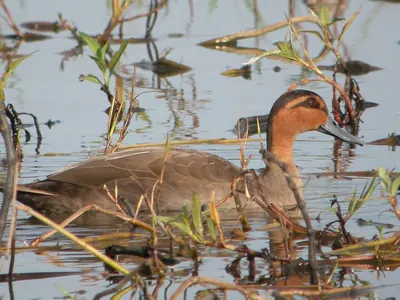 Philippine Duck