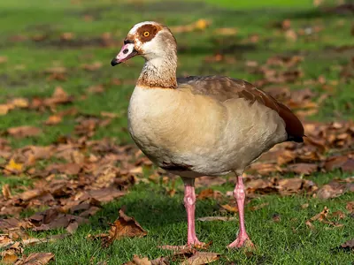 Egyptian Goose