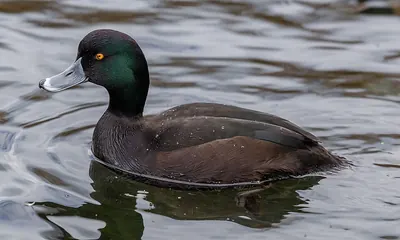 New Zealand Scaup