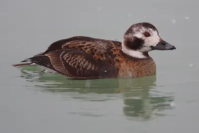 Long-tailed duck