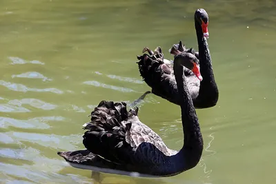 Black swan