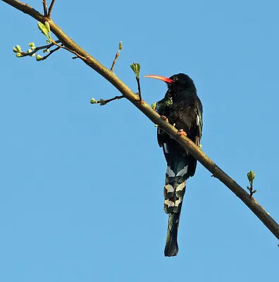 Green Wood Hoopoe