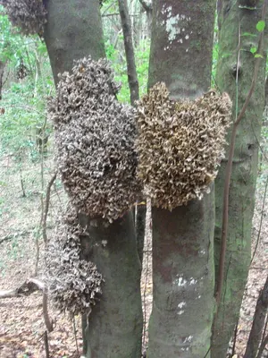 Laurobasidium lauri