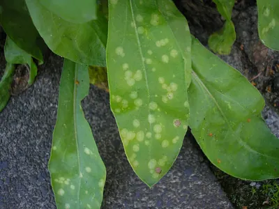 Entyloma calendulae