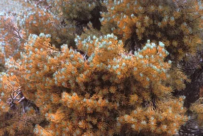 Coleosporium senecionis
