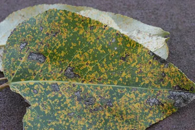 Melampsora allii-populina