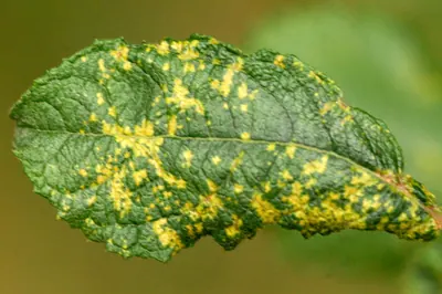 Melampsora caprearum