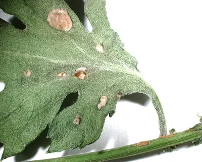 Puccinia horiana