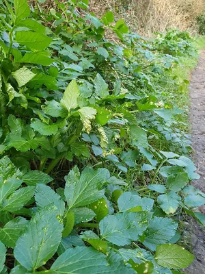 Puccinia smyrnii