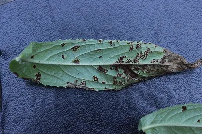 Puccinia pulverulenta
