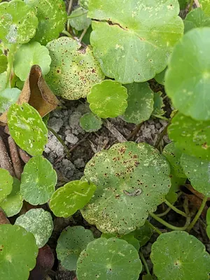Puccinia hydrocotyles
