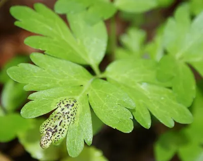 Puccinia adoxae