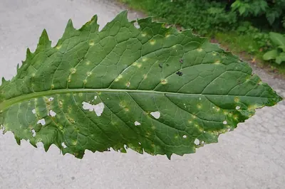 Puccinia cnici-oleracei