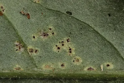 Puccinia punctata