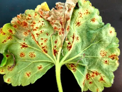 Puccinia pelargonii-zonalis
