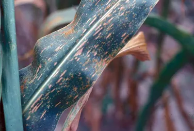 Puccinia sorghi