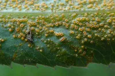 Puccinia sii-falcariae