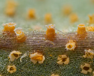 Puccinia lagenophorae