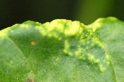 Puccinia bistortae